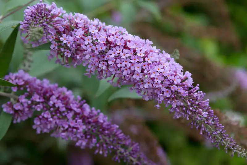When to Plant Butterfly Bush for Maximum Growth and Blooming