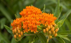 How to Grow Butterfly Weed: Advices for Thriving Garden Plants