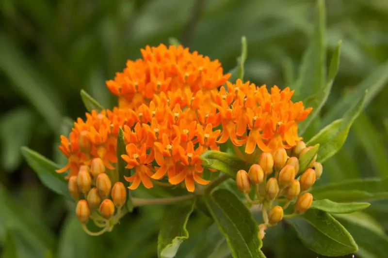 How to Grow Butterfly Weed: Advices for Thriving Garden Plants