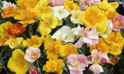When to Plant California Poppy Seeds: Guide for Stunning Gardens