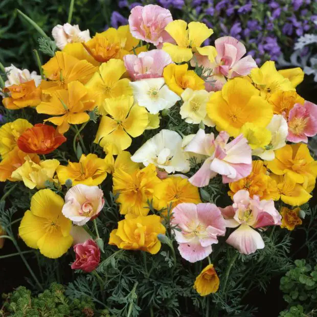 When to Plant California Poppy Seeds: Guide for Stunning Gardens