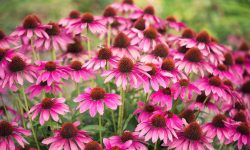 When to Plant Coneflowers for Stunning Blooms All Season Long