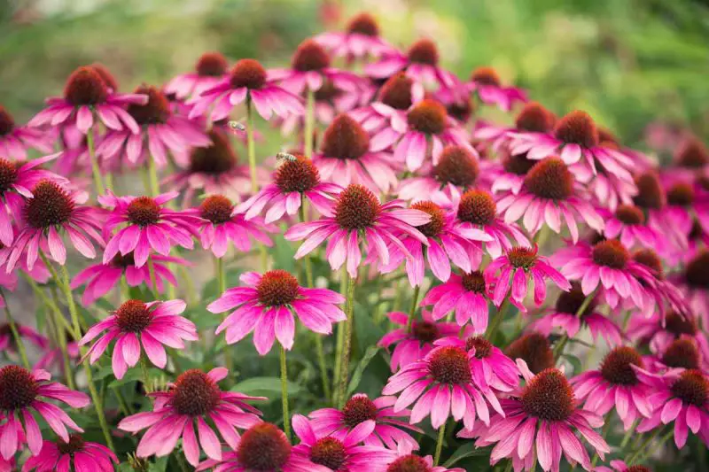 When to Plant Coneflowers for Stunning Blooms All Season Long
