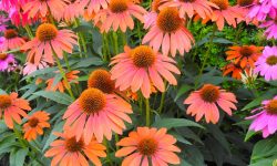 When Do Coneflowers Bloom? Discover the Best Time to Bloom