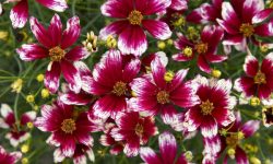 When Do Coreopsis Bloom and How to Enjoy Their Flowers Longer