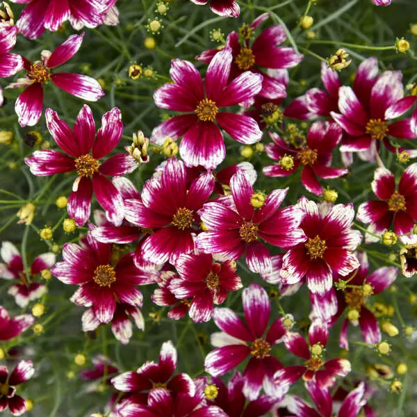 When Do Coreopsis Bloom and How to Enjoy Their Flowers Longer