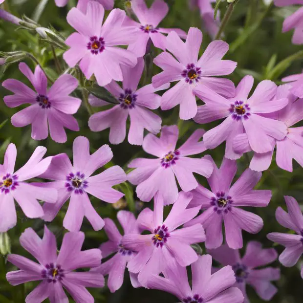How to Grow Creeping Phlox for a Carpet of Color All Spring Long
