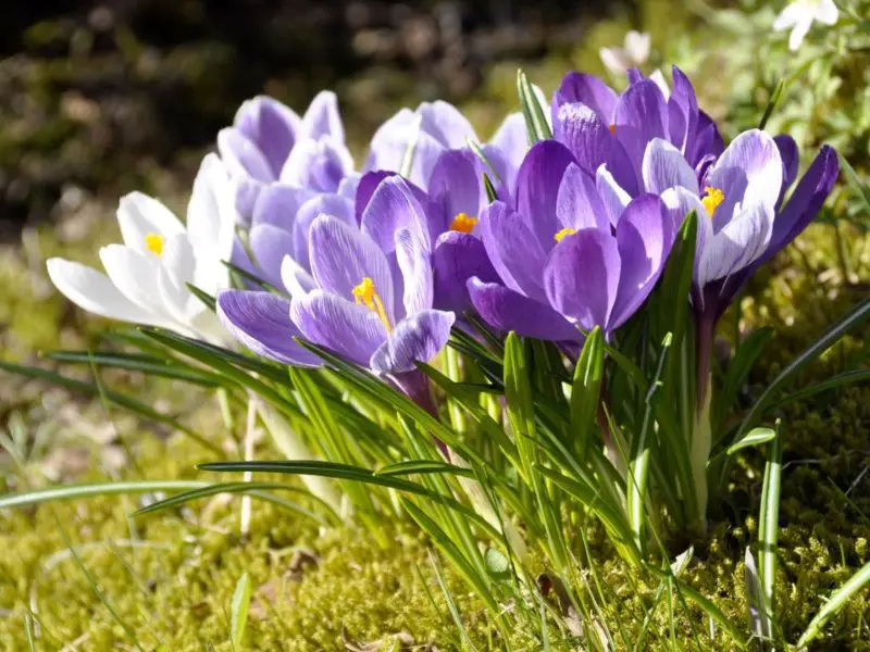 When Do Crocus Bloom? Seasonal Guide for Stunning Early Color