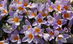 When to Plant Crocus Bulbs: Timing Tips for Vibrant Spring Flowers