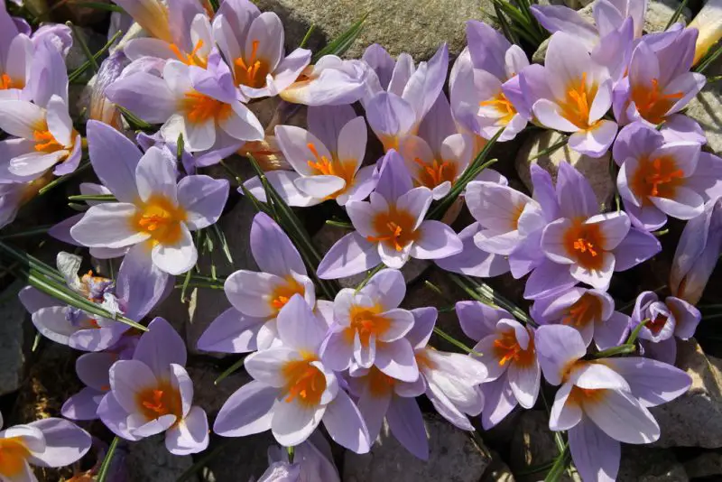 When to Plant Crocus Bulbs: Timing Tips for Vibrant Spring Flowers