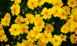 How to Deadhead Coreopsis Without Damaging Future Blooms