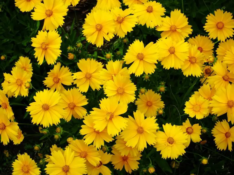 How to Deadhead Coreopsis Without Damaging Future Blooms