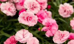 When Do Dianthus Bloom and How to Extend Their Flowering Time