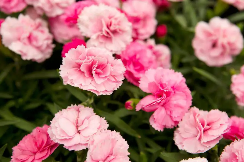 When Do Dianthus Bloom and How to Extend Their Flowering Time