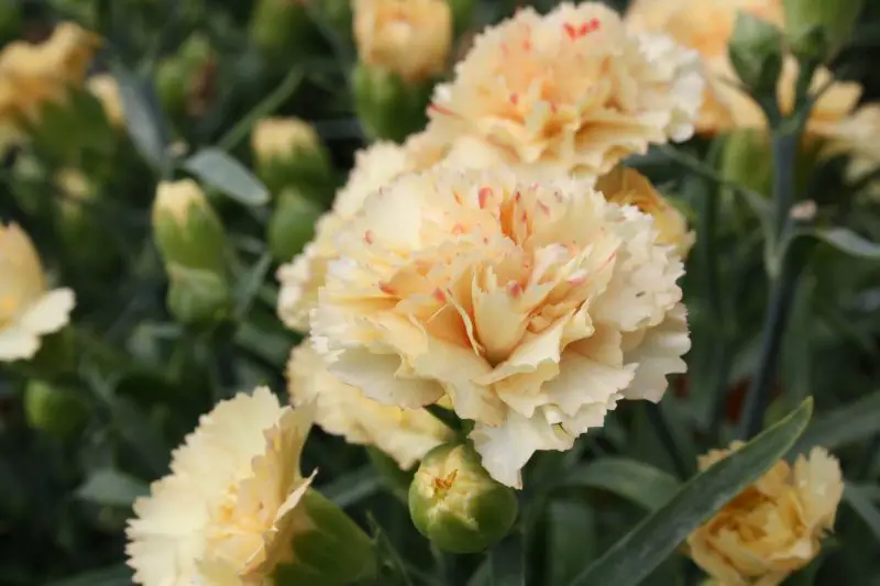 Is Dianthus a Perennial? Care Tips to Keep It Blooming All Seasons
