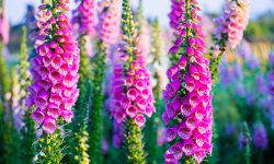 How to Grow Foxglove: Tips for Healthy Plants and Vibrant Flowers