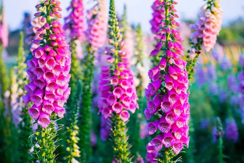 How to Grow Foxglove: Tips for Healthy Plants and Vibrant Flowers