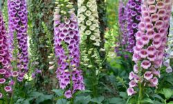 How to Care for Foxglove: Essential Practices for Thriving Plants