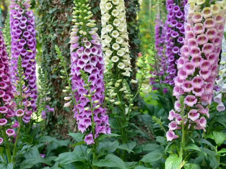How to Care for Foxglove: Essential Practices for Thriving Plants