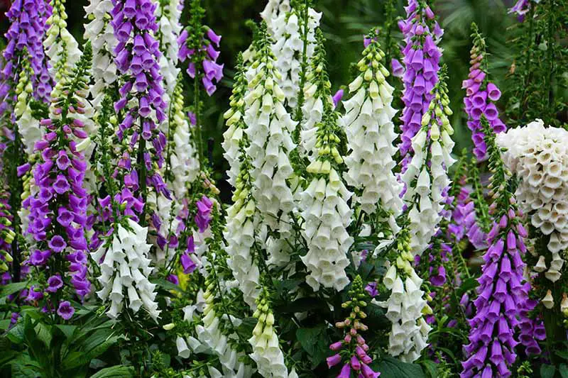 How Long Do Foxgloves Flower: Expert Tips for Extended Blooms