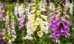 When Do Foxgloves Bloom? How to Planting for Maximum Blooms