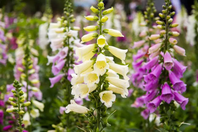 When Do Foxgloves Bloom? How to Planting for Maximum Blooms