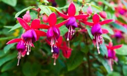 How to Care for Fuchsia: Essential Steps for More Vibrant Flowers