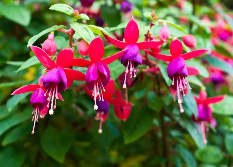 How to Care for Fuchsia: Essential Steps for More Vibrant Flowers