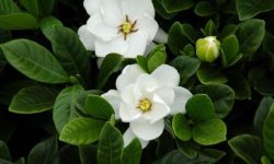 When Do Gardenia Bloom? Seasonal Tips for Beautiful Blooming