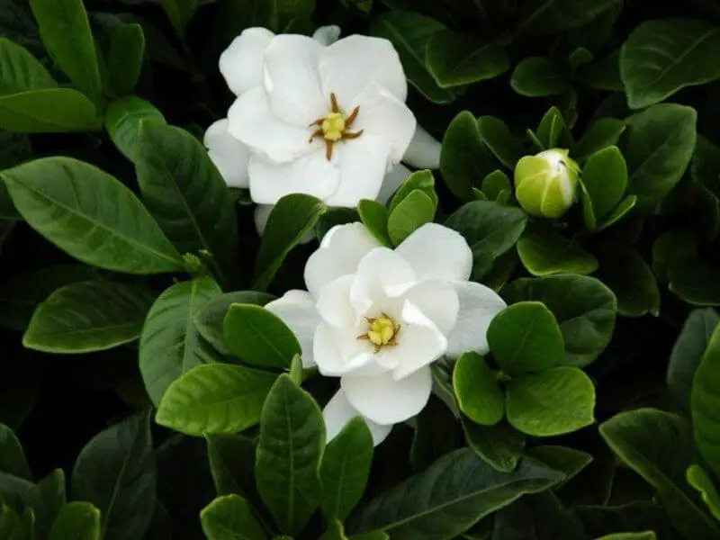 When Do Gardenia Bloom? Seasonal Tips for Beautiful Blooming