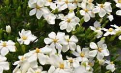 How to Plant Gardenia and Ensure Vibrant Flowers Year After Year