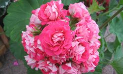 How Do I Grow Geraniums: Expert Care Tips for Beautiful Blooms
