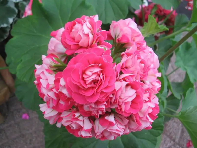 How Do I Grow Geraniums: Expert Care Tips for Beautiful Blooms