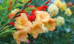 When Do Gladiolus Bloom? Tips to Maximizing Color and Growth