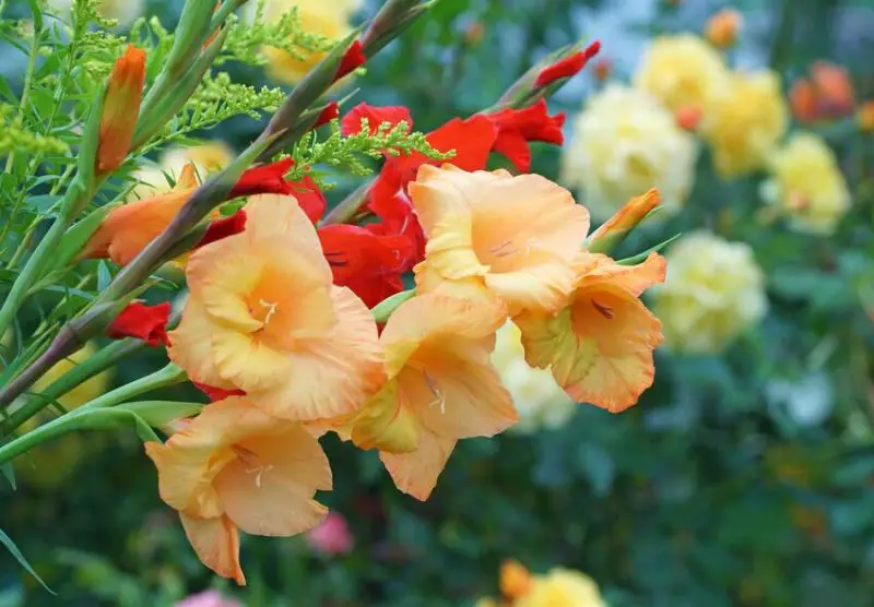 When Do Gladiolus Bloom? Tips to Maximizing Color and Growth