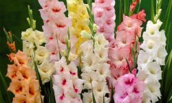 When to Plant Gladiolus Bulbs: Expert Tips for a Blooming Garden