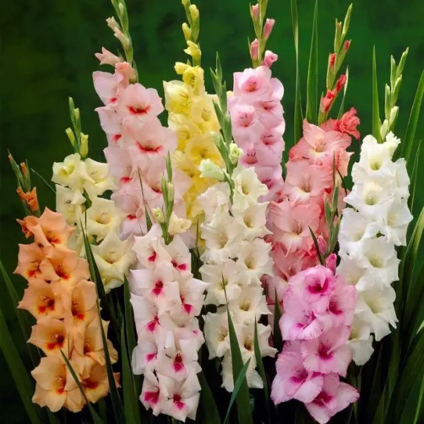 When to Plant Gladiolus Bulbs: Expert Tips for a Blooming Garden