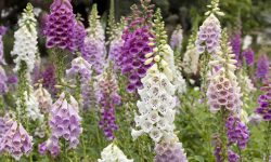 How to Grow Foxglove: Essential Tips for Stunning Garden Blooms