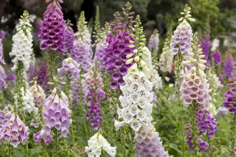 How to Grow Foxglove: Essential Tips for Stunning Garden Blooms