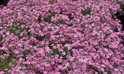 How to Plant Gypsophila: Tips and Tricks for Thriving Baby’s Breath