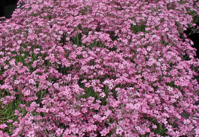 How to Plant Gypsophila: Tips and Tricks for Thriving Baby’s Breath