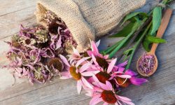 How to Harvest Coneflower Seeds for Beautiful Garden Bloom