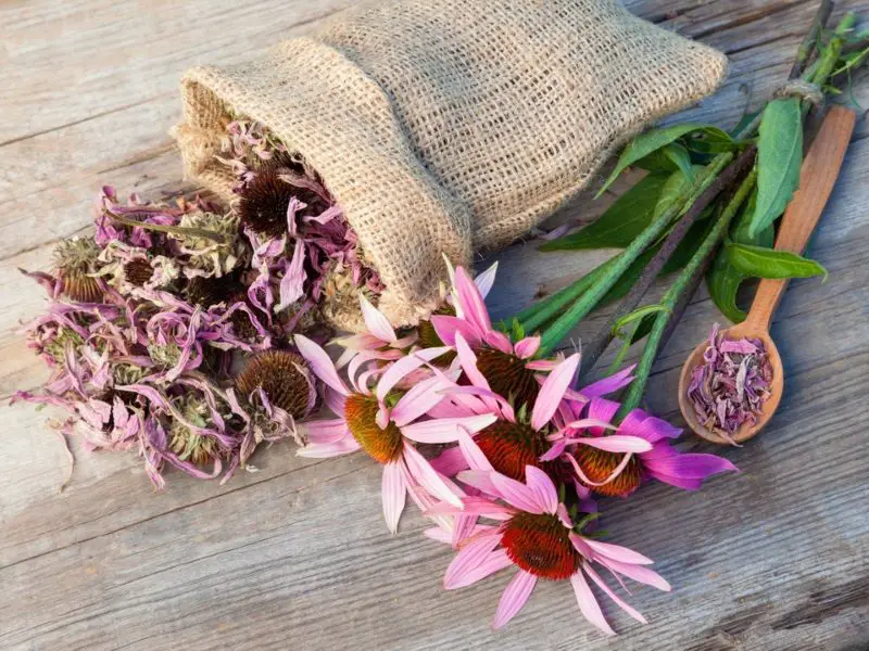 How to Harvest Coneflower Seeds for Beautiful Garden Blooms