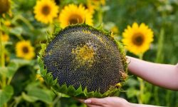 When to Harvest Sunflower Seeds: Expert Tips for Perfect Timing