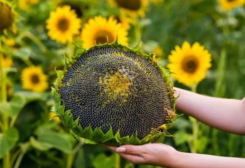 When to Harvest Sunflower Seeds: Expert Tips for Perfect Timing