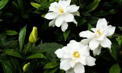 When to Cut Back Gardenias Without Harming Next Year’s Growth