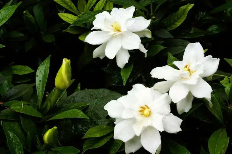 When to Cut Back Gardenias Without Harming Next Year’s Growth