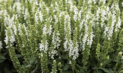 How to Care for Salvias in Every Season for Vibrant Color All Year