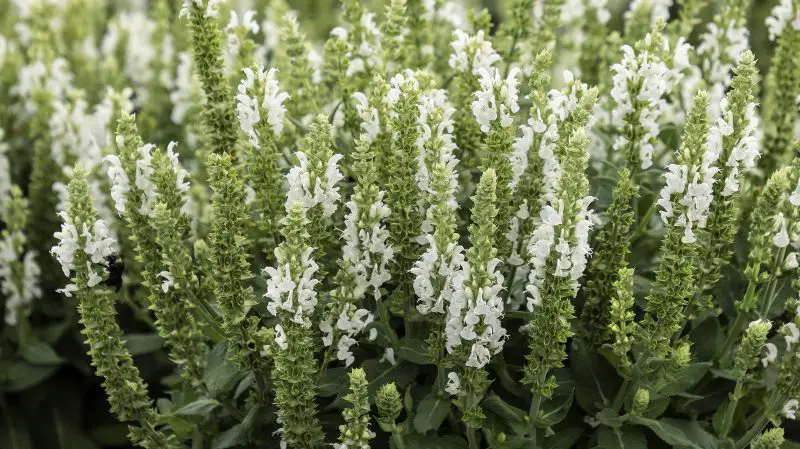 How to Care for Salvias in Every Season for Vibrant Color All Year