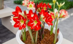 How to Plant Amaryllis Bulbs for Stunning Blooms Indoors and Out
